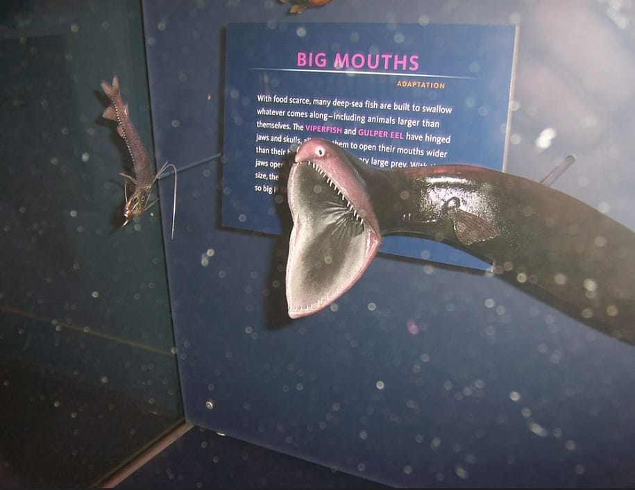 Gulper Rani Gulper Eel Size Comparison To Human